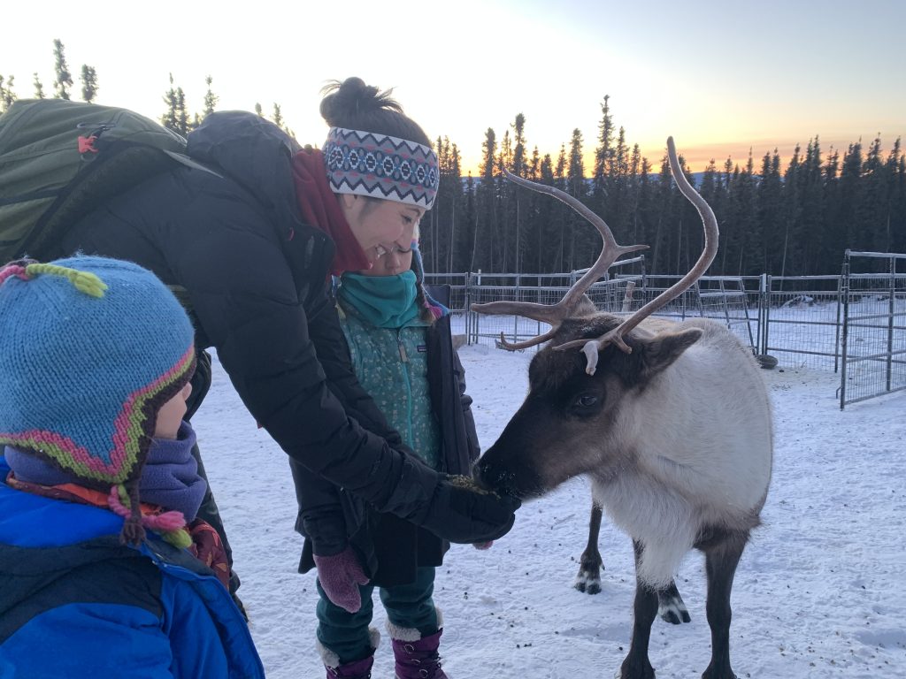 An adult feeding a reindeer at Borealis Basecamp in Fairbanks, Alaska