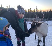 An adult feeding a reindeer at Borealis Basecamp in Fairbanks, Alaska