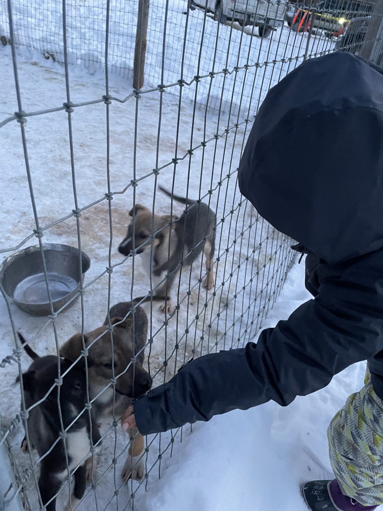 A child petting a puppy through a fence at Chena Hot Springs in Fairbanks, Alaska