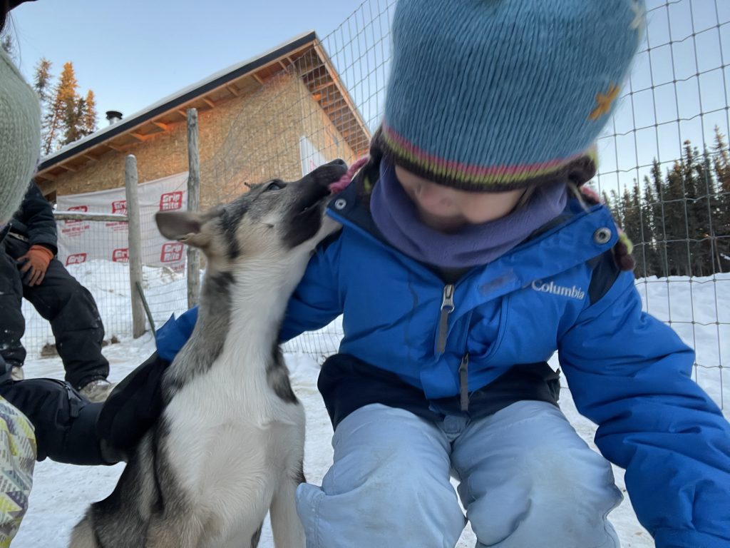 A child holding a sled dog puppy at Borealis Basecamp at Fairbanks Alaska