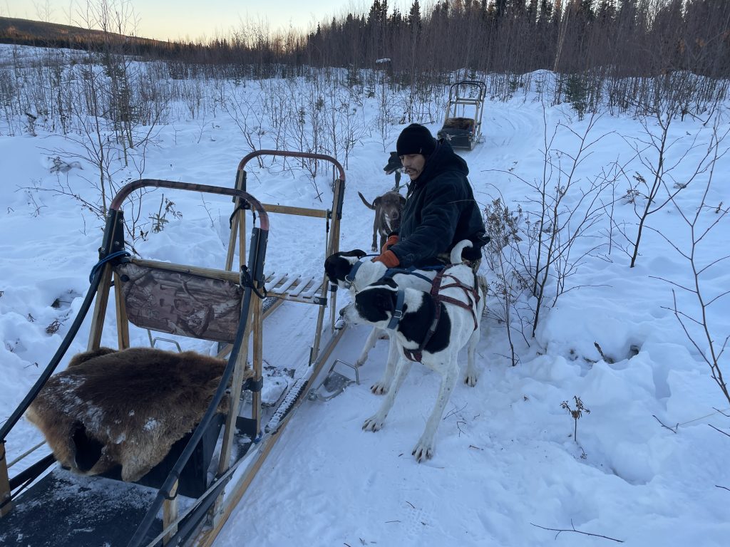 A dog sled guide with his sled dogs at borealis basecamp in Fairbanks, Alaska