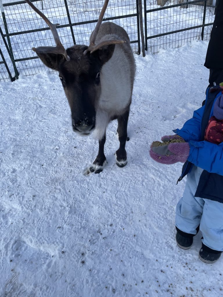 A friendly reindeer at Borealis Basecamp being fed by a child in Fairbanks, Alaska