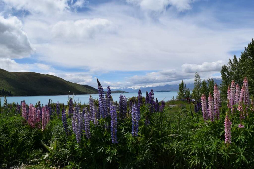 Lake Tekapo with lupins in bloom in New Zealand