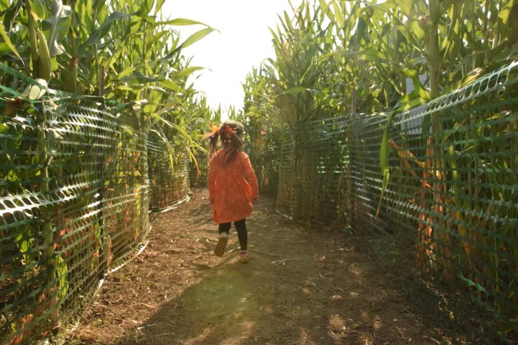 A child walking in a corn maze in an orange dress at Smith Family Farm in Brentwood, CA