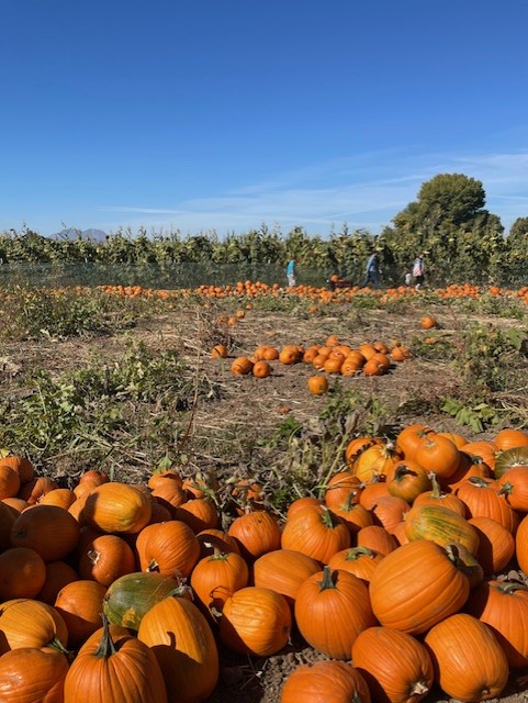 A line of pumpkins at Smith Family Farm pumpkin patch in Brentwood, CA