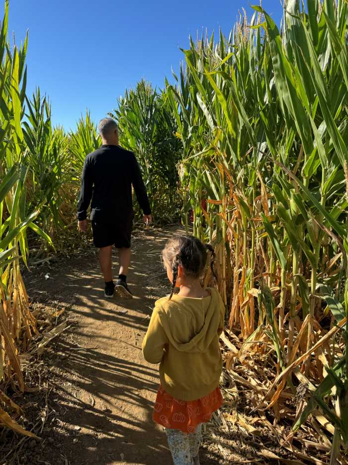 A child following an adult through a corn maze at Three Nunns Farm in Brentwood, CA