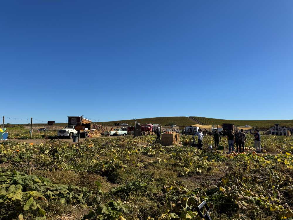 Buildings at Three Nunns Pumpkin Patch in Brentwood, CA