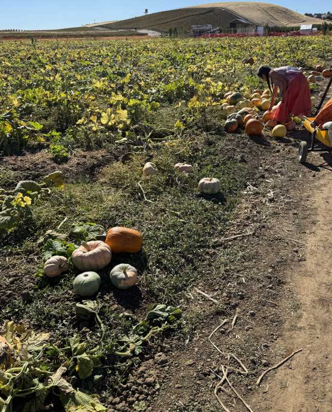 A child picking a pumpkin in an orange skirt at Three Nunns Farm in Brentwood, CA