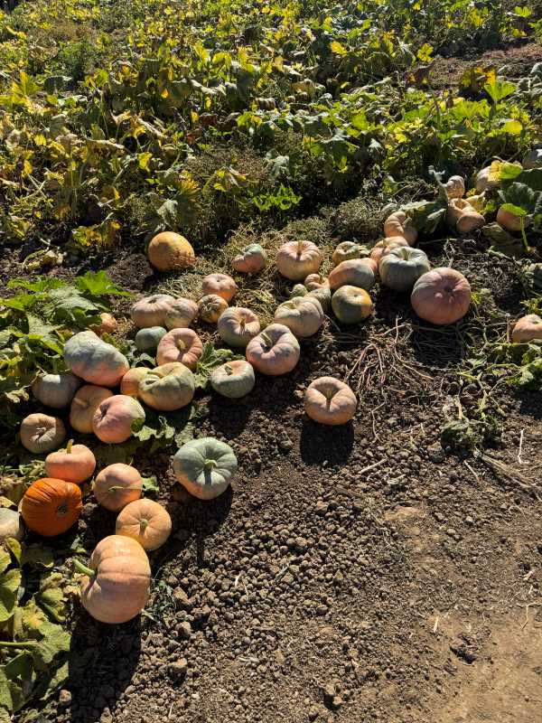 A row of pumpkins at Three Nunns Farms in Brentwood, CA