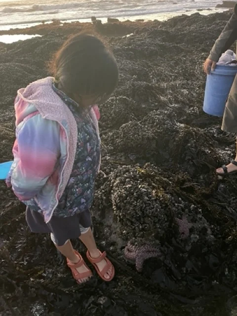 mavericks-beach-half-moon-bay-tidepools-mussels Medium