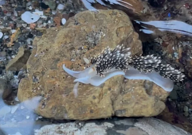 rockaway-beach-pacifica-white-nudibranch2 Medium
