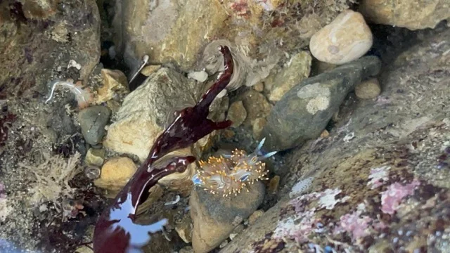 rockaway-beach-pacifica-white-orange-nudibranch Medium