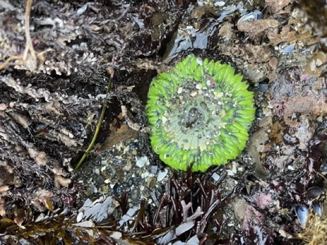 rockaway-bech-pacifica-tide-pools-bright-green-anemone Medium