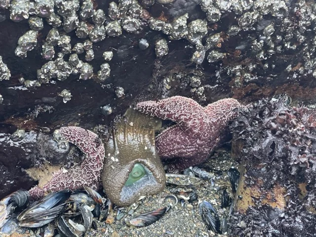 rockaway-bech-pacifica-tide-pools-soggy-anemone-starfish Medium