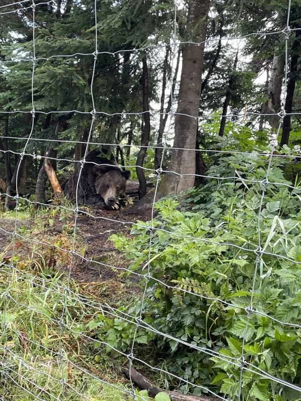 Grizzly Bear Grouse Mountain Vancouver Canada