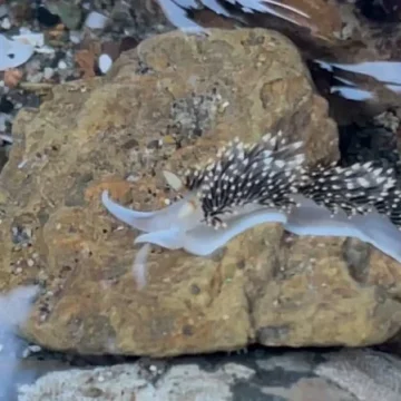 rockaway-beach-pacifica-white-nudibranch2 Medium