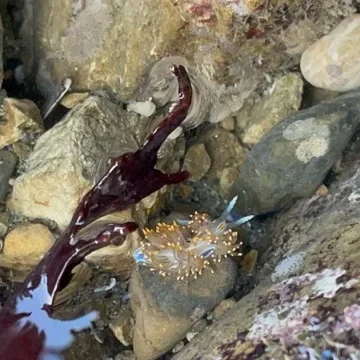 rockaway-beach-pacifica-white-orange-nudibranch Medium