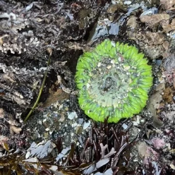 rockaway-bech-pacifica-tide-pools-bright-green-anemone Medium