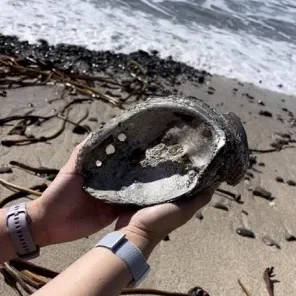 ross-cove-moss-beach-tide-pool-beach-abalone Medium