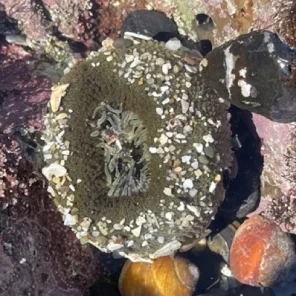 ross-cove-moss-beach-tide-pool-donut-anemone Medium