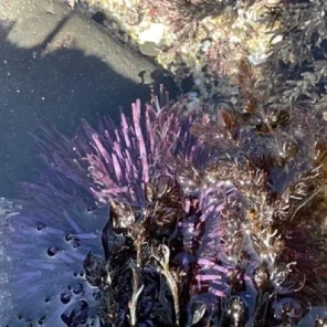 ross-cove-moss-beach-tide-pool-urchin-tentacles Medium